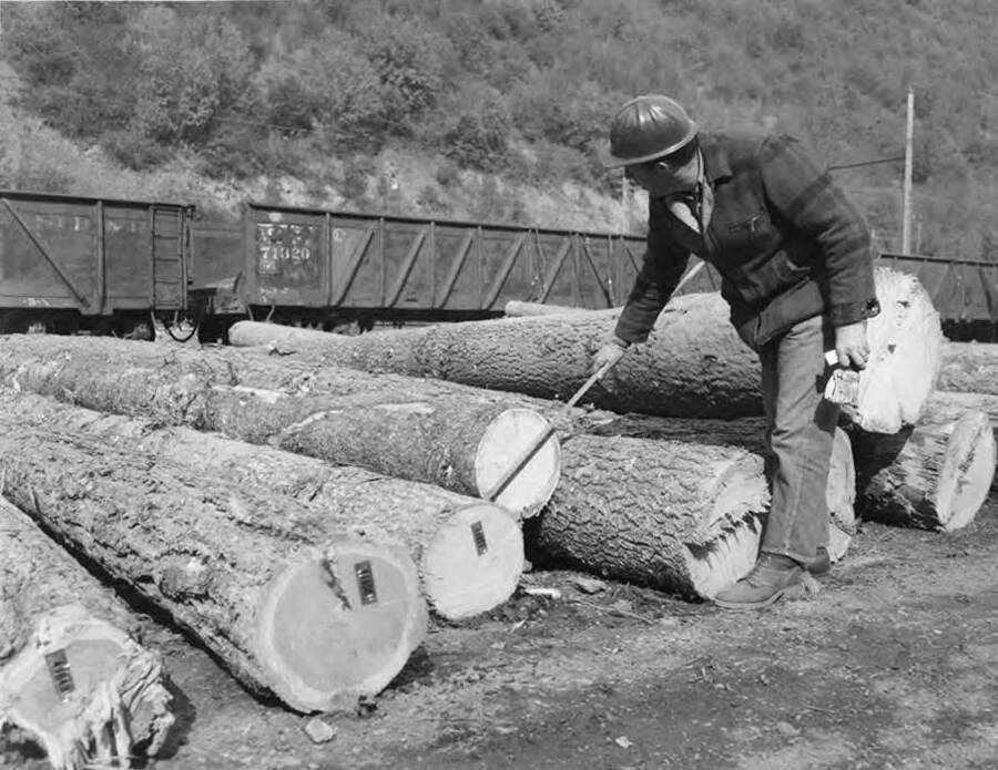 A worker measures the diameter of a log.