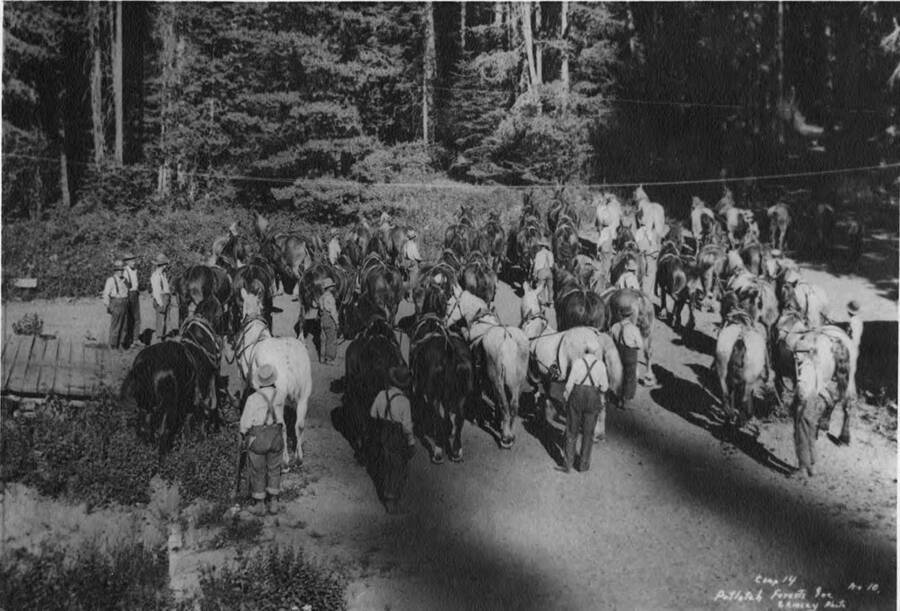 The horse teams of Camp 14.