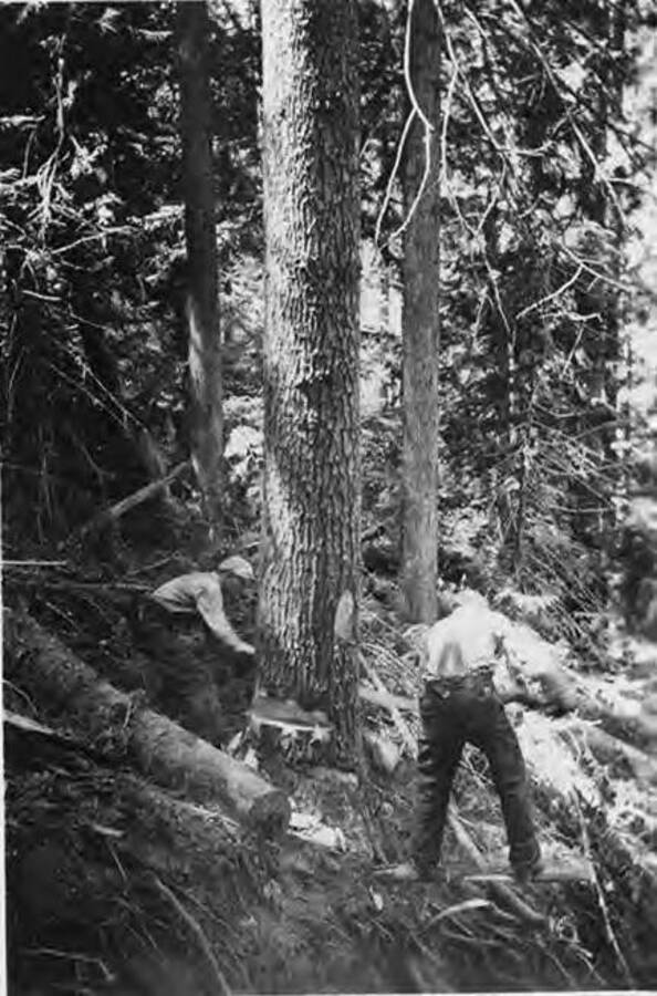 Head sawyers with 'springwood' near Camp 14' (description taken from back of photograph). One man stands behind the tree pulling a saw, while the other stands on a piece of wood inserted into the hillside.