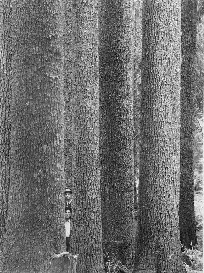 Two men look at the camera through a strand of white pine trees.