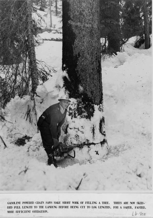 a man uses a gas-powered chainsaw to cut down a tree. Written below the picture: 'Gasoline powered chain saws make short work of felling a tree. Trees are now skidded full length to the landing before being cut to log lengths., for a safer, faster, more efficient operation.'