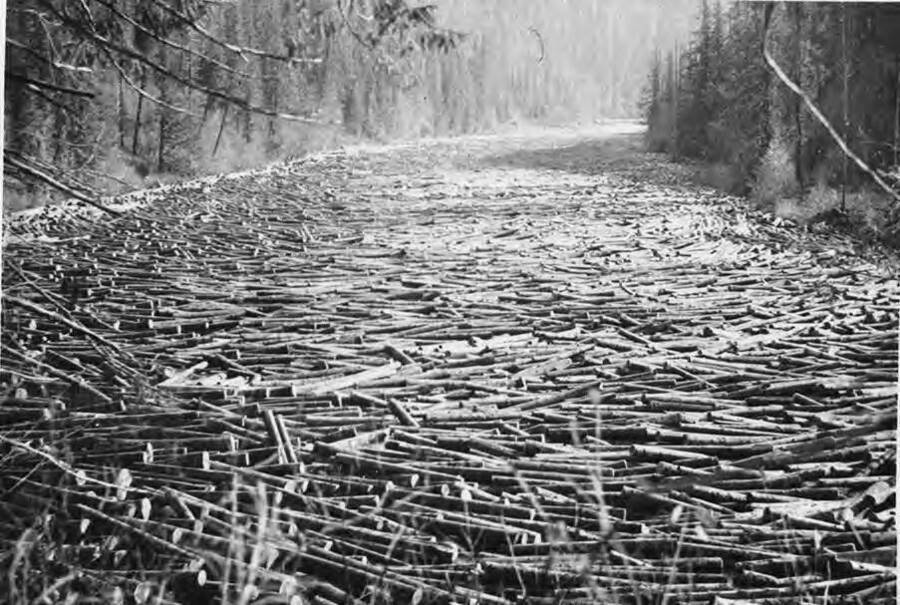 The north fork of the Clearwater river is jammed full of logs, it is impossible to see the river.