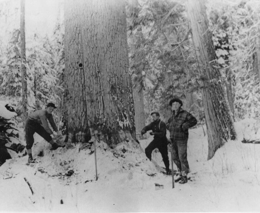 Two men use a two-person saw to cut down a large tree, while another man faces the camera.