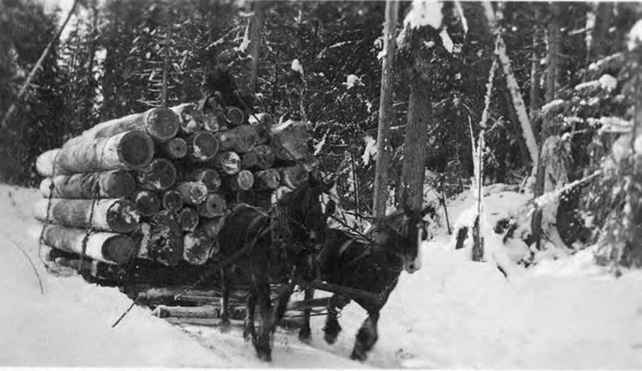 A two horse team hauls a log of logs on a snowing road. The driver sits atop the logs. The description on the back reads 'Camp 11 H.L.Co. [Humbird Lumber Company] load road and load logs.'