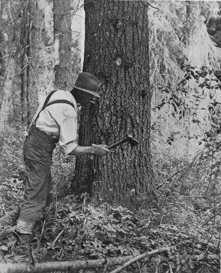 Walt Fields uses a hatchet to mark a tree.