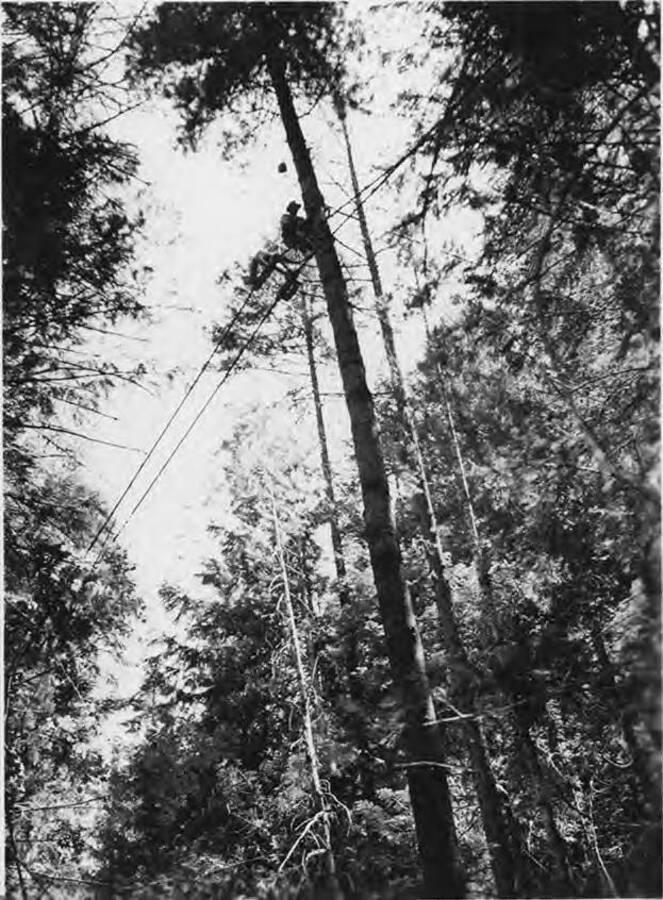 A man works on a tree attached to sky cables near camp 55.