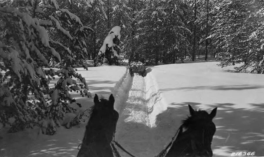 A driver's view from a horse-drawn sleigh of logs. In front of him is another sleigh of logs.