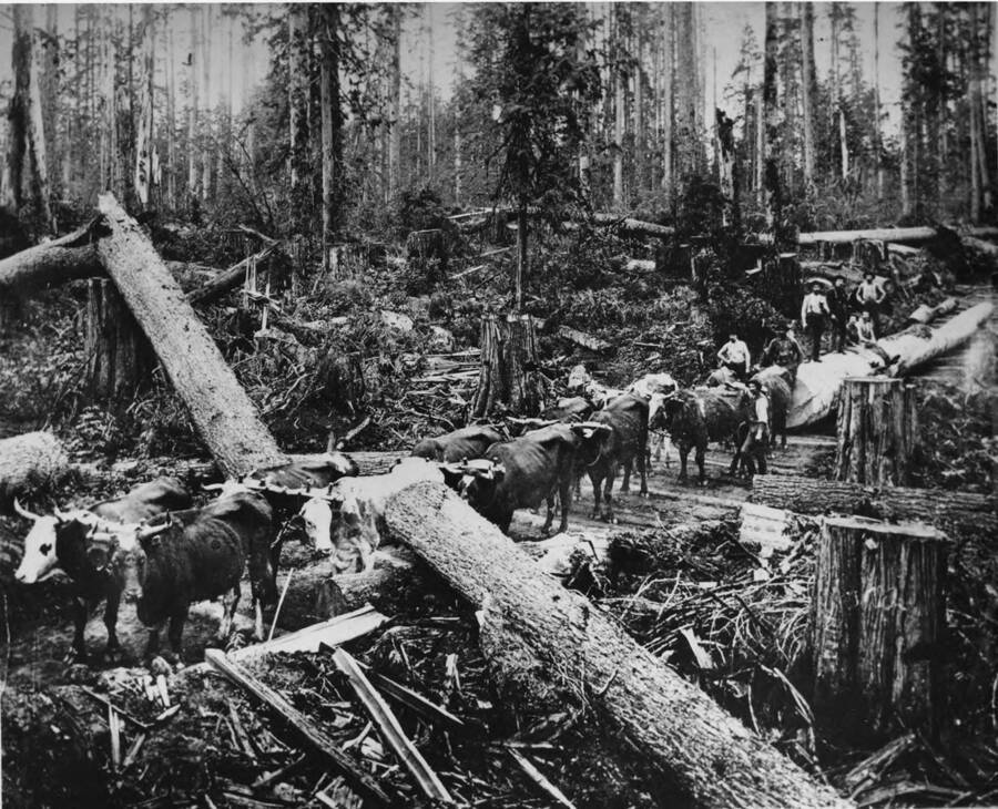 Twelve oxen hitched to pull a log out of the forest. On either side of the two teams closest to the head are downed logs. Men stand just behind the oxen team as well as on top of the log.