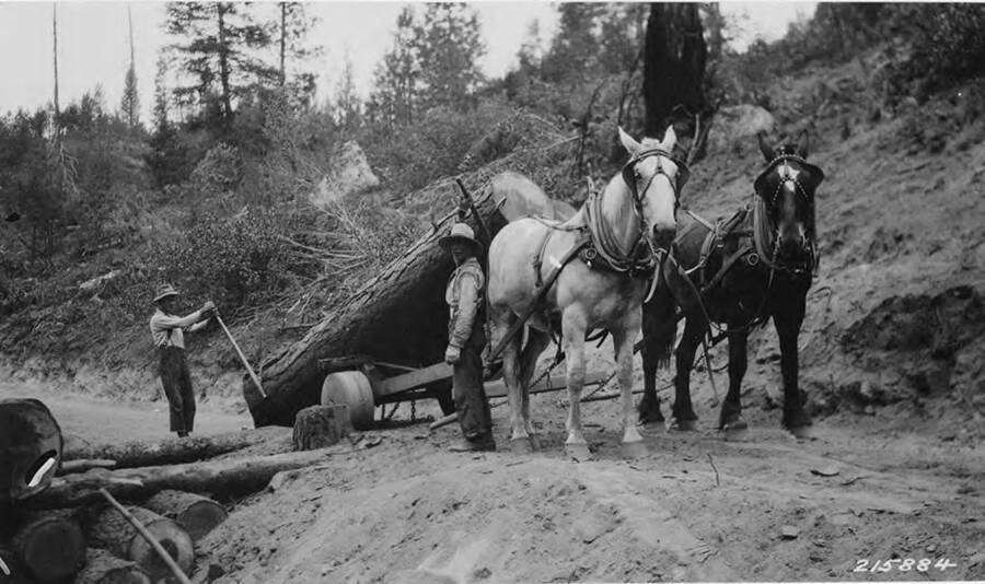 Two men work with a team of horses to haul two logs up a small incline.