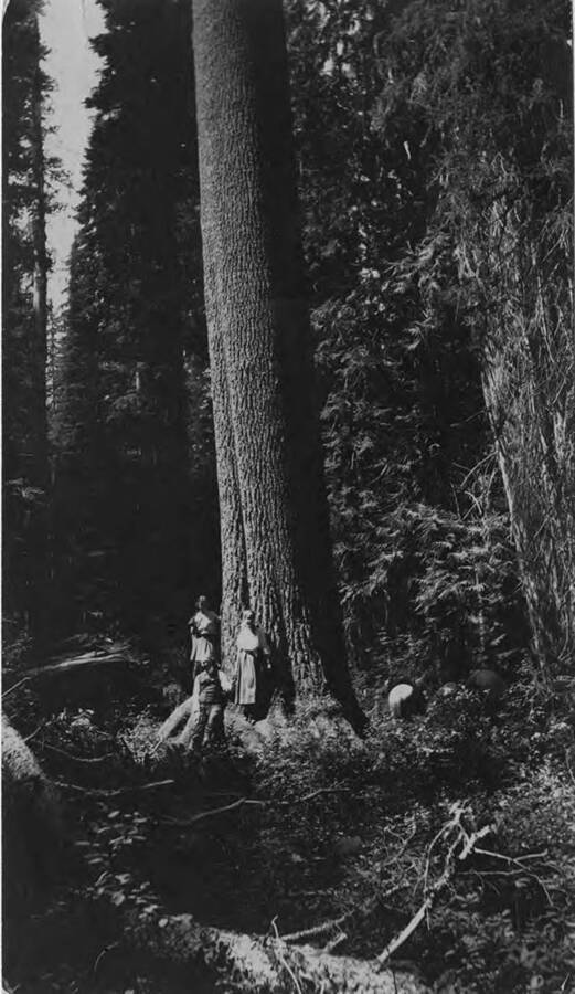 Dorothy and Lauren Bovill stand with A.W. Laird in the forest next to a very tall tree.