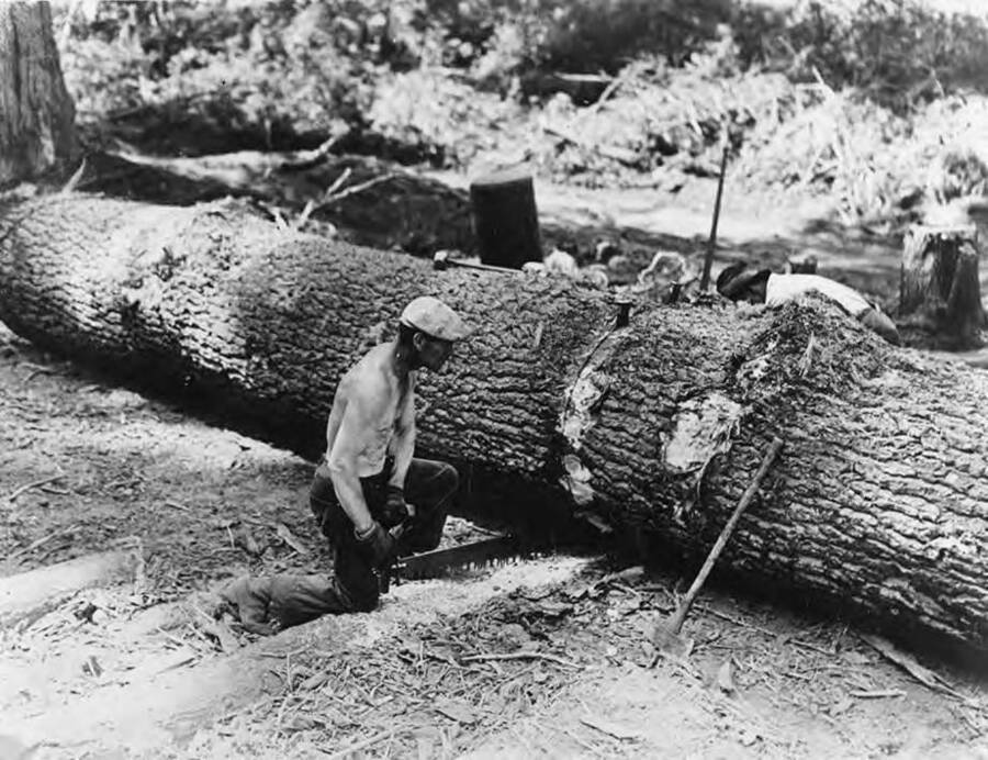Two men are almost all the way through a felled tree by cutting with a two person hand saw.