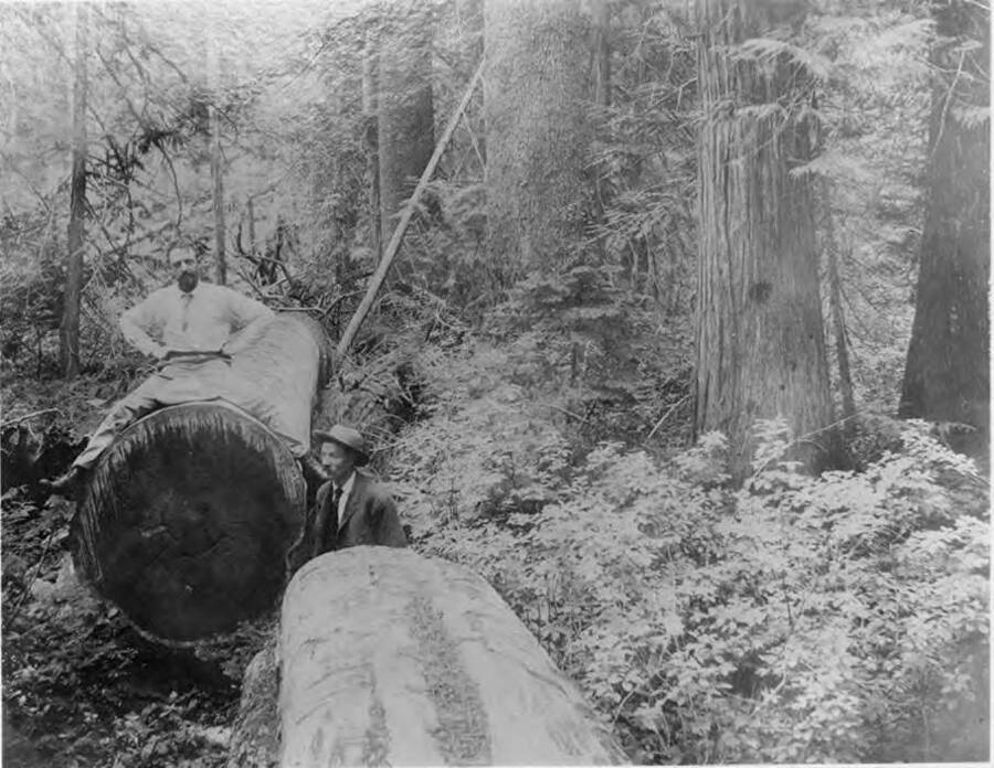 A man sits on top of a felled tree while another sides beside it.