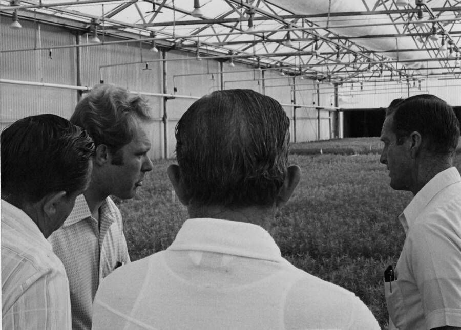 Four men stand in front of hundreds of seedlings.