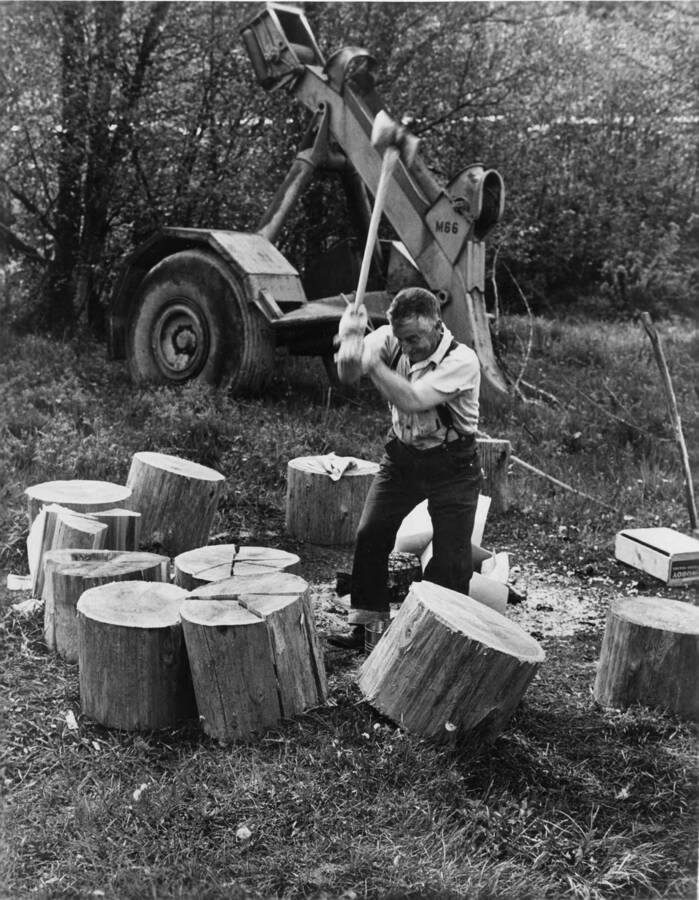 A paragraph attached to the photograph reads 'Besides his regular duties on the wanigan, the cook's flunky gets a daily workout chopping firewood for the 'drying fires' used by the rearing crews to dry their clothing and warm themselves after each day's work ends on the Clearwater.'