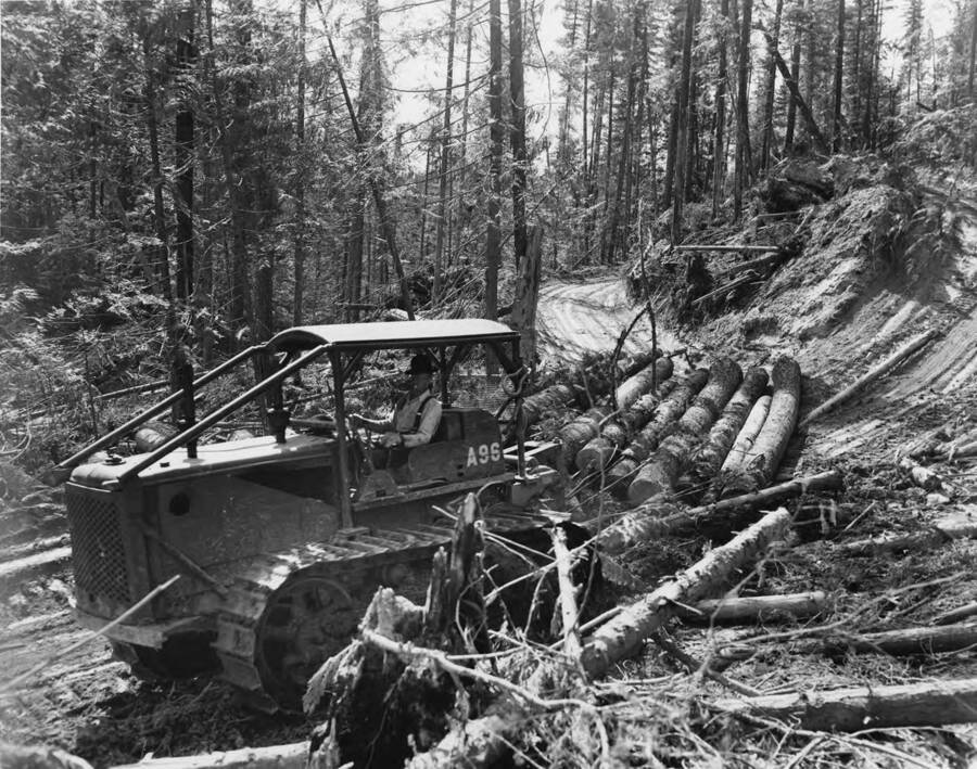 Bill Shook (per back of the photograph) uses a caterpillar to pull logs  down the logging road.