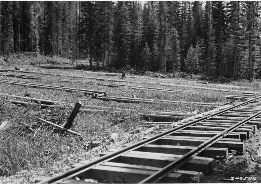 A view of the log runners next to railroad tracks. These runners were how logs were loaded on to the railroad train before cranes came onto the logging scene.