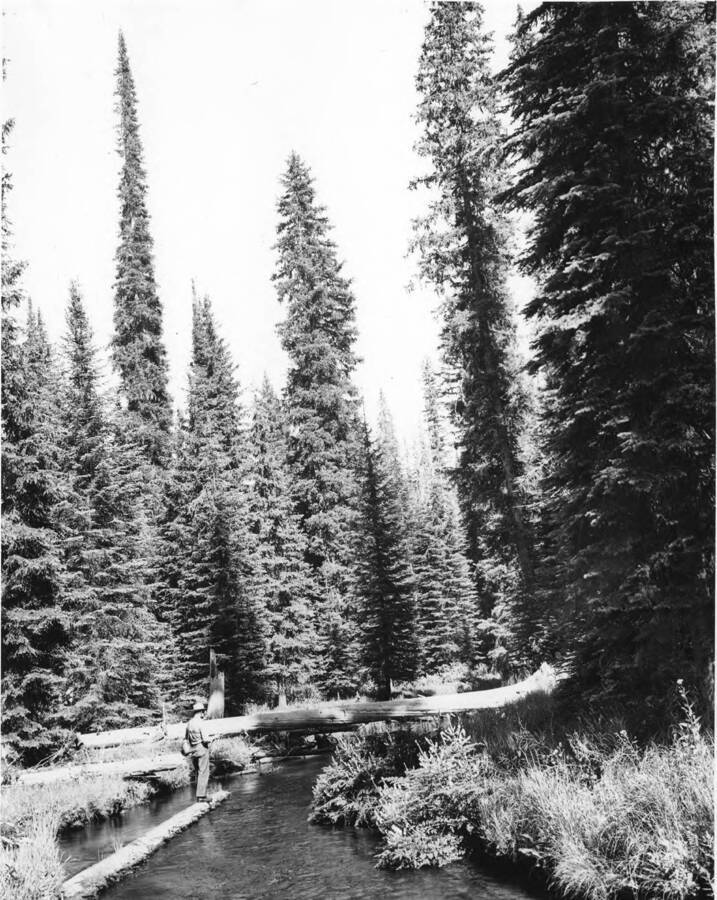 A man stands on a log in an Idaho creek fishing.