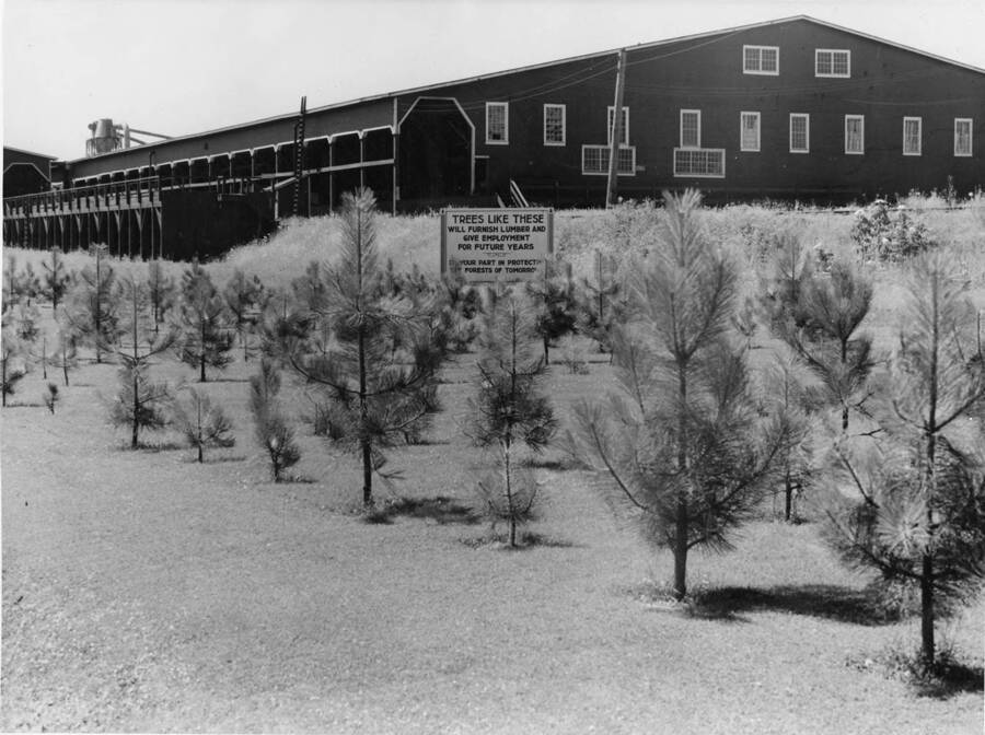 A new growth of trees stands near the Potlatch mill. A sign behind them talks about why new growth is important. Stamped on the photo is 'K.S. Brown photo Kenwood 1921 6838 - 32nd N.E. Seattle Washington.' and 'Photo from Western Pine Association Yeon Building, Portland 4 Oregon.'