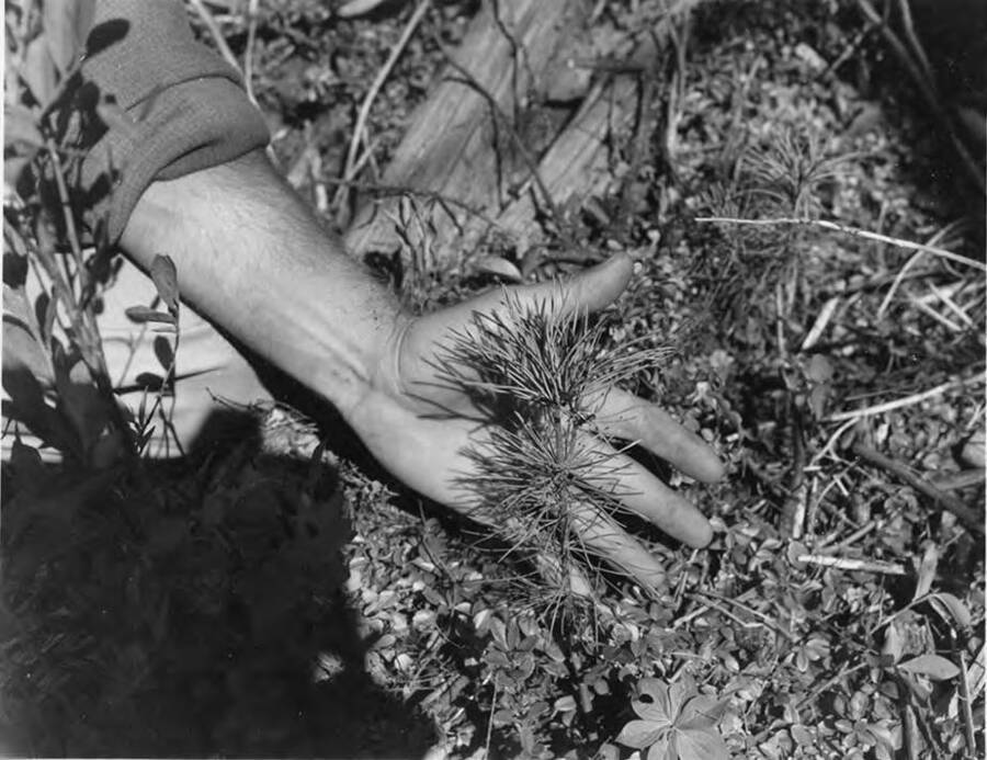 A man shows a white pine seedling.