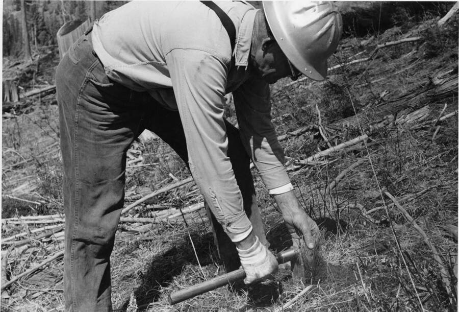 A man uses a small hoe to plant a white pine seedling for new growth.