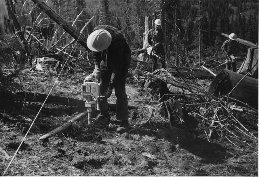 A man uses a small jackhammer to make a hole to plant a seedling of white pine.