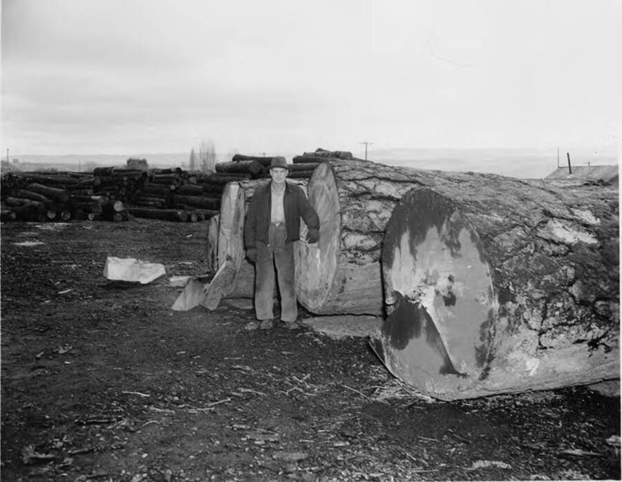 A man stands next to a log to show scale of said log. Taken in the Lewiston, Idaho yard.