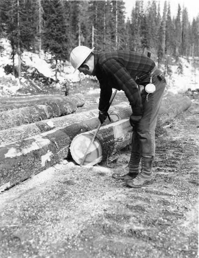 A man uses a tool to measure a log to scale it.