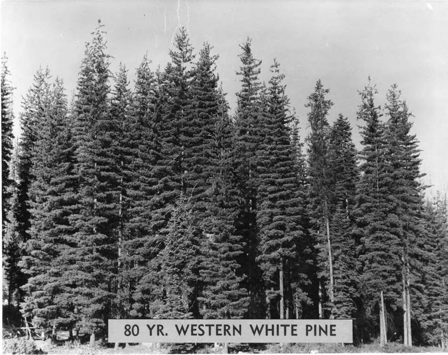 A photograph of a strand of Western White Pine that is eighty years old.