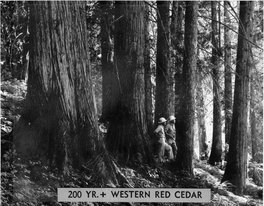 Two men stand among a strand of 200+ year old Western Red Cedar.