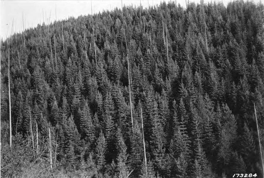 Year strand of Western White Pine and a few Douglas fir, Western, fir, and L.P. Pine, north aspect near Pony Gulch, Beaver Creek, Coeur d'Alene National Forest.