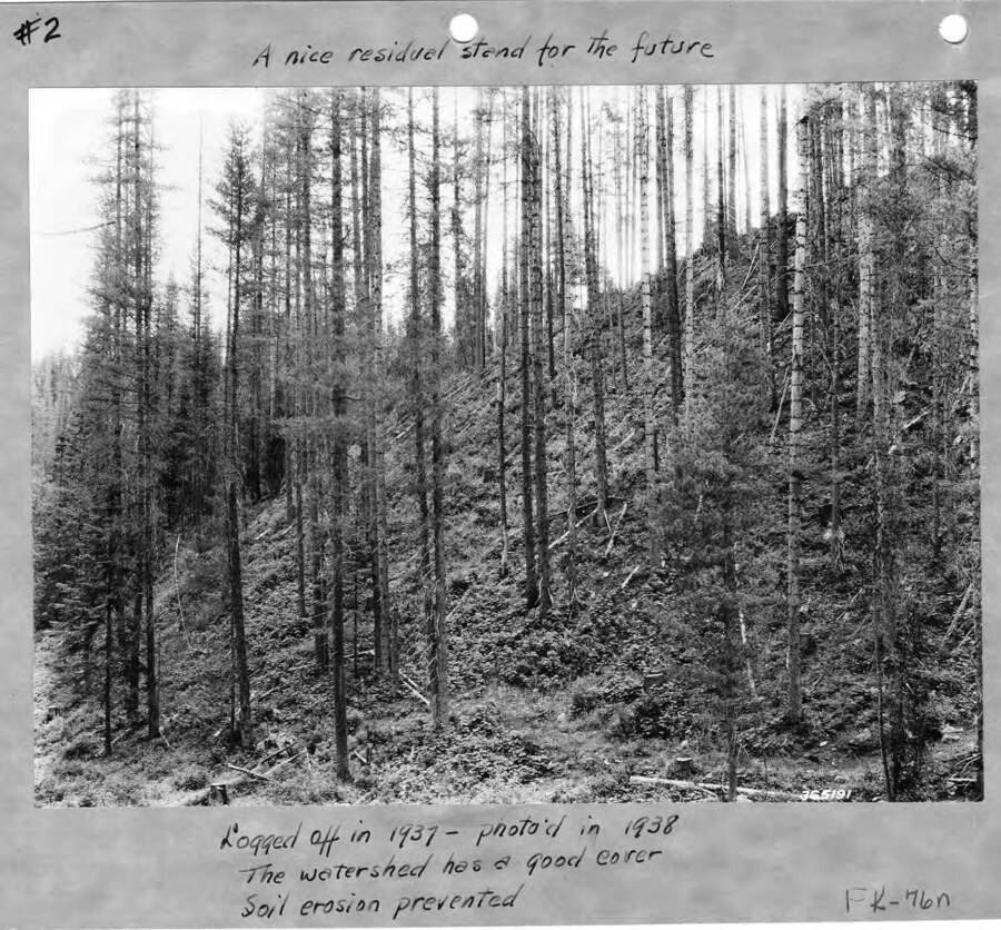 The picture is titled 'A Nice residual strand for the future' and the description written on the photograph says 'logged off in 1937, photo'd in 1938. The watershed has a good cover. Soil erosion prevented.'