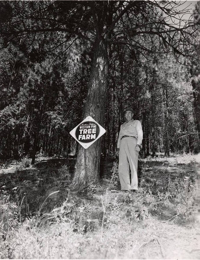 A man stands next to a tree on his Western Pine tree farm.
