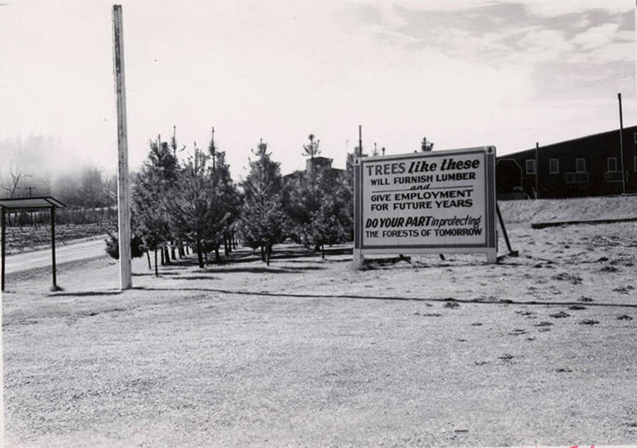 A sign stands in front of a group of new growth trees. The sign reads 'Trees like these will furnish lumber and give employment for future years. Do your part in protecting the forests of Tomorrow.'