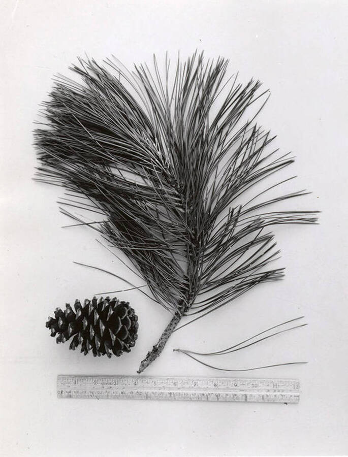 A pinecone and a branch of the Ponderosa Pine tree.