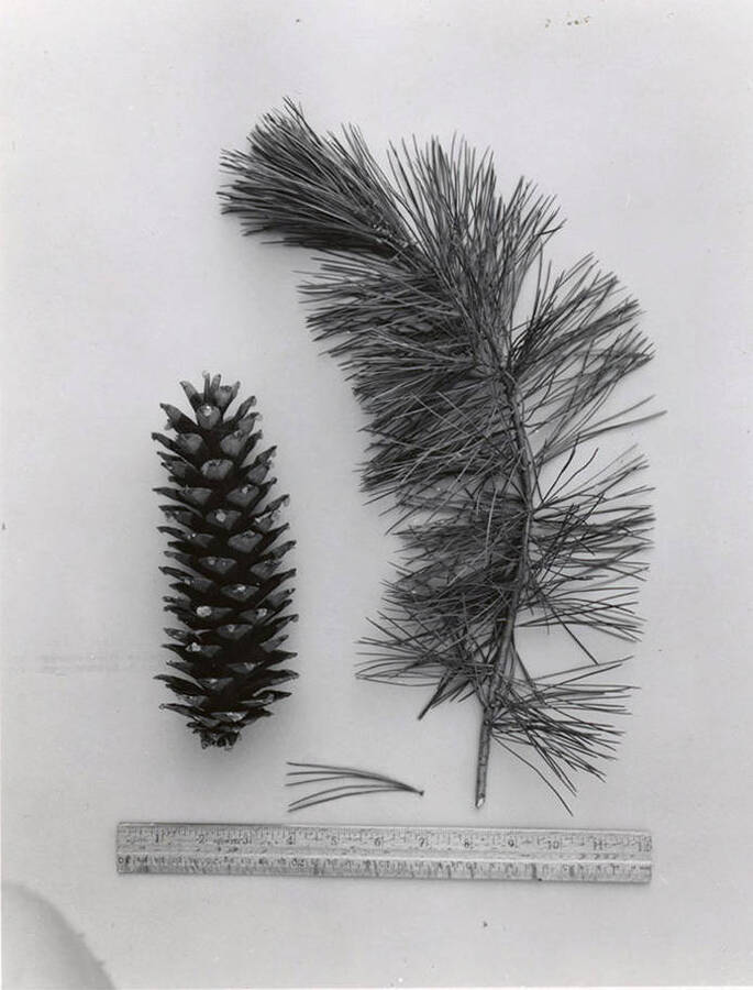 A pinecone and a branch of the Western White Pine.