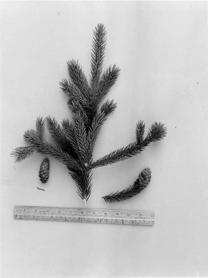 A pinecone and a branch of the Engelmann spruce.