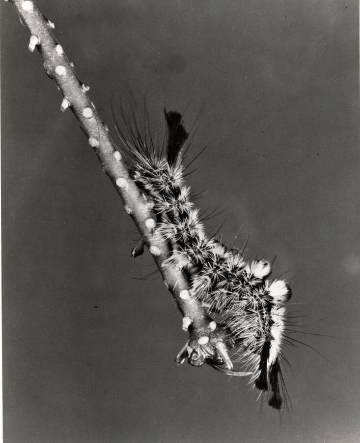 Close-up view of the fully grown caterpillar of the Douglas-fir tussock moth. Tussock caterpillars prefer feeding on the new growth of true fir or Douglas-fir, but many strip the entire tree in one season. Insect is the most vulnerable to control by aerial spraying during the early free-feeding caterpillar stage.