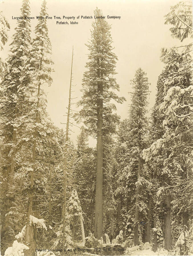 The largest white pine tree owned by Potlatch Lumber Company. Standing near the best of the tree are A.W. Larid and T. P. Jones.
