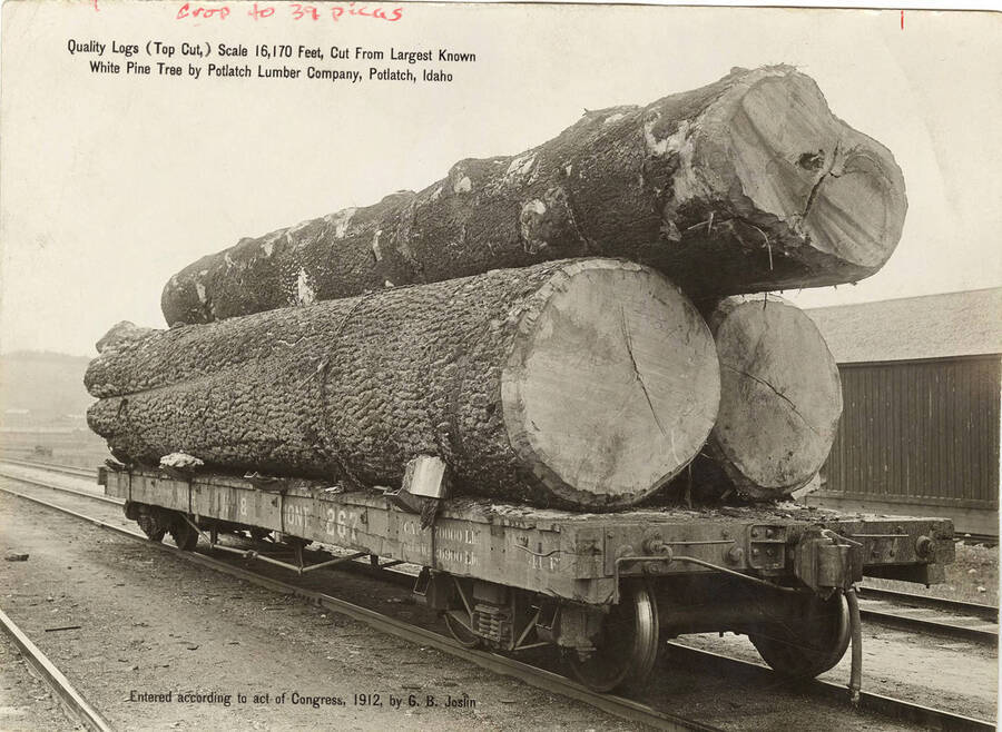 These three logs are cut from one tree, believed to be the largest known white pine. These three logs yielded 16,170 feet of cut lumber.
