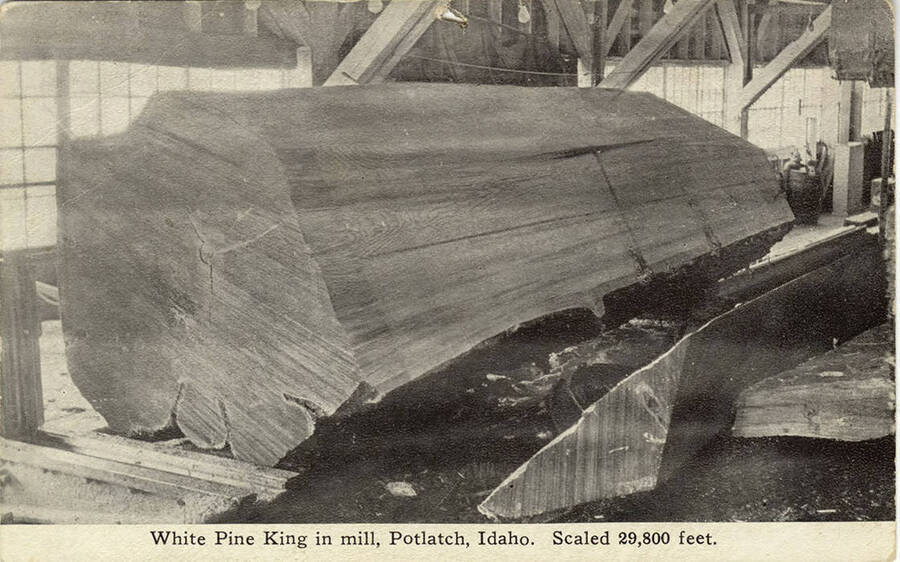 One of the logs from the White Pine King. When scaled, this log came out to 29,800 feet.
