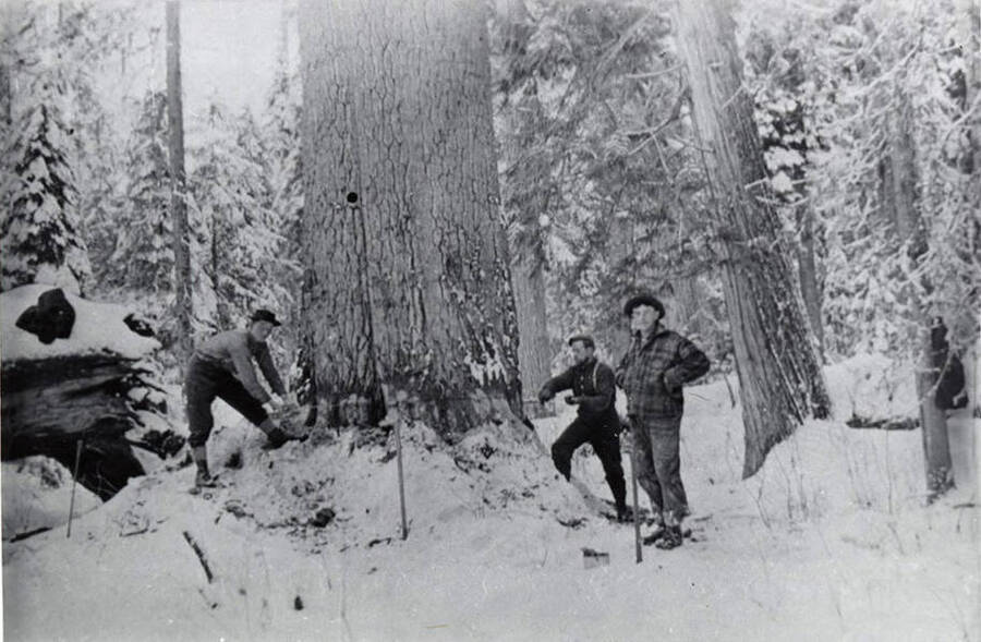 Two men work to saw the White Pine King while another supervises.