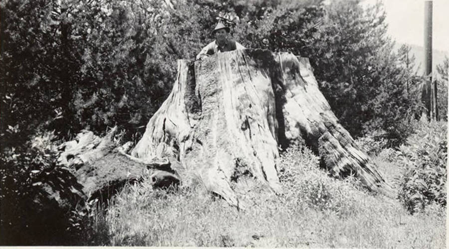 At big stump. A man stands behind/on the stump of the White Pine King.