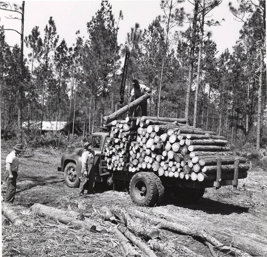 A man loads a log onto a truck while another watches. A third man looks at logs still needed to be loaded.