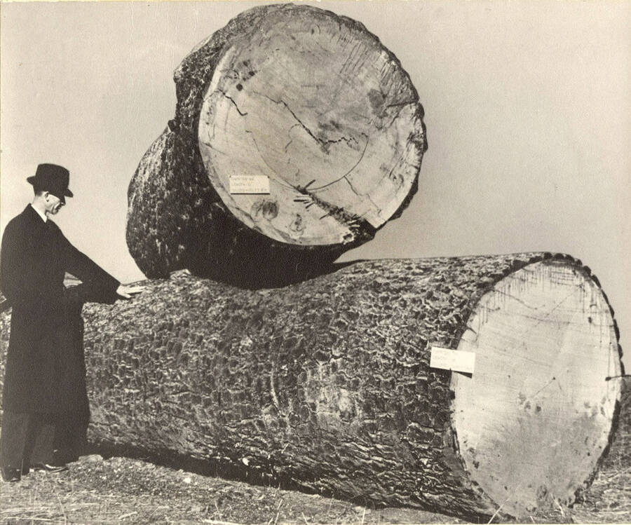 A man inspects two logs of white pine.