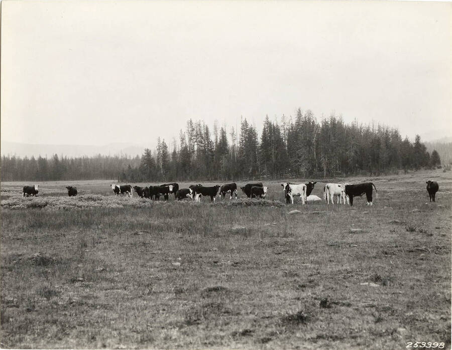 A herd of cows graze in Bear Valley.