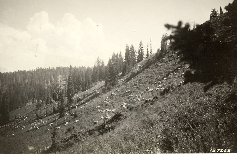 A hillside full of sheep grazing.