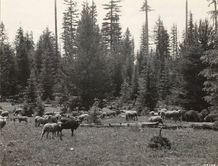 A variety of sheep graze near Adams Camp in the Nez Perce-Clearwater National Forest.