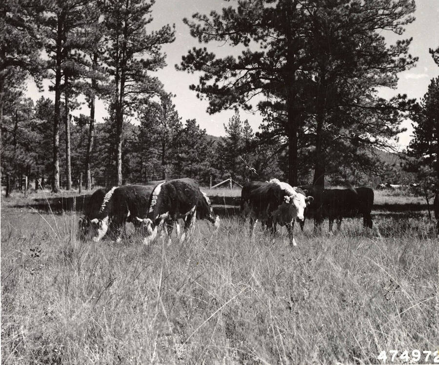 Cattle grazing in a lightly stocked pastures. Description taken from back of photograph.