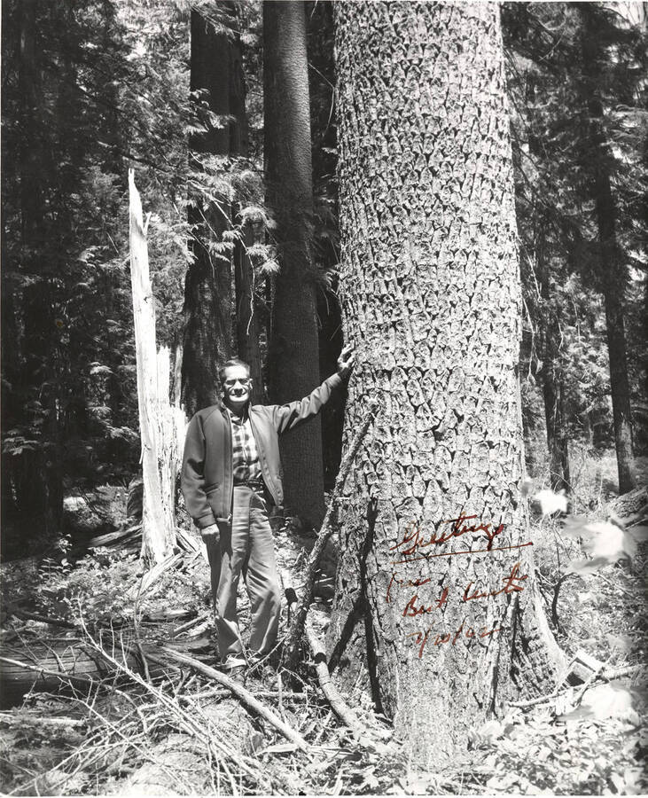 A man poses next to a large white pine tree.
