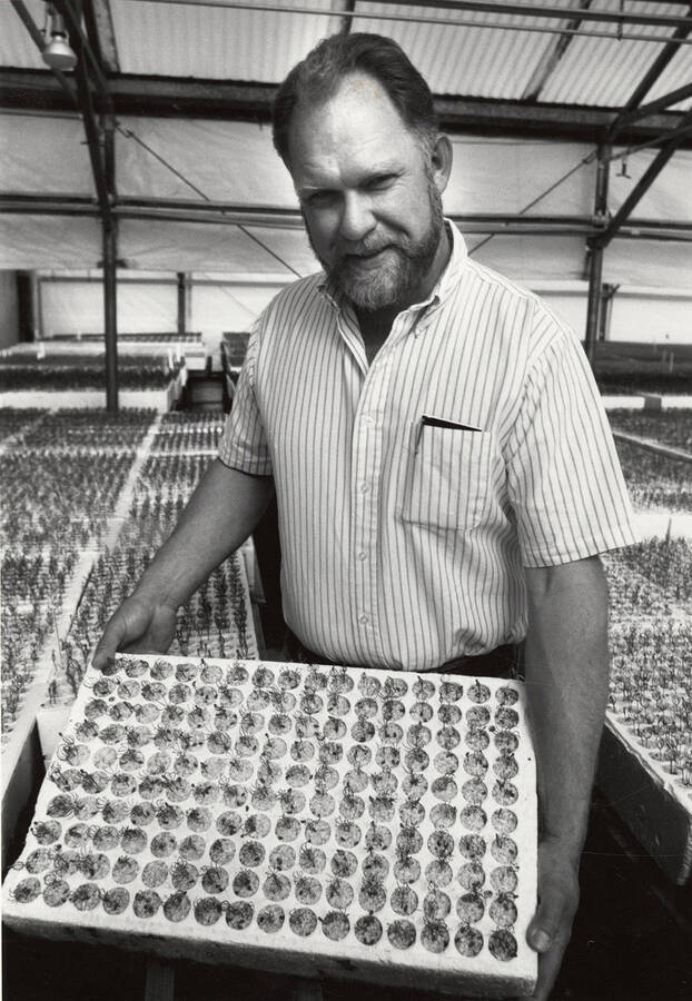 A man holds a tray of seedlings that will be grown for replanting.